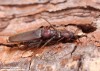 Tesařík hnědý (Brouci), Arhopalus rusticus, Cerambycidae (Coleoptera)